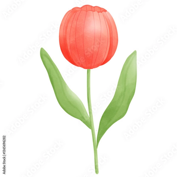 Obraz red tulip flower