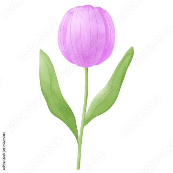 Obraz Purple tulip flower