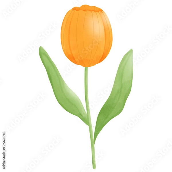 Obraz orange tulip 