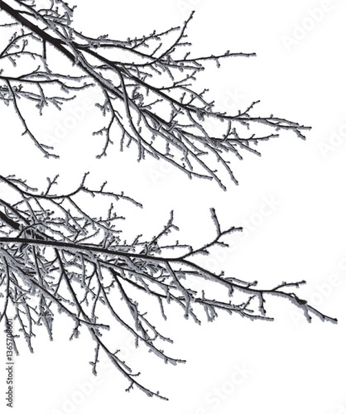 Fototapeta Silhouettes of tree branches covered with frost. Vector realistic black and white illustration of linden branches, after freezing.