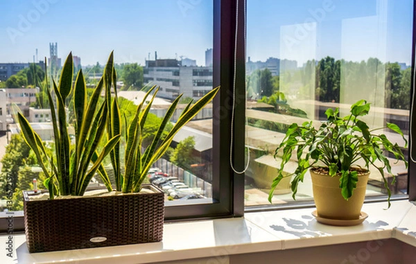 Obraz Window with flowerpot