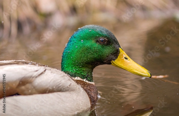 Fototapeta A mallard duck with a bright green head and yellow beak glides smoothly across the water. The feather details are captured in a tranquil setting, with a soft, blurred background of natural colors.