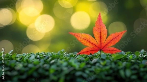 Obraz A vibrant red maple leaf rests upon a green hedge