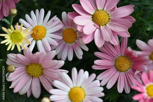 Obraz pink and white daisies
