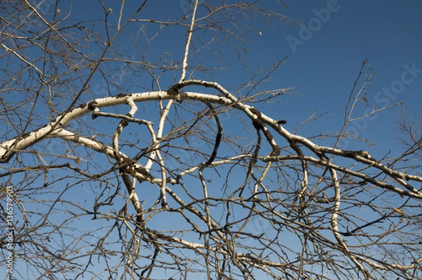Fototapeta Birch naked branches on the background of blue sky. Spring 