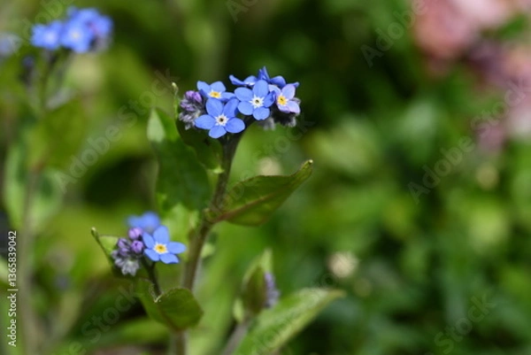 Fototapeta forget me not