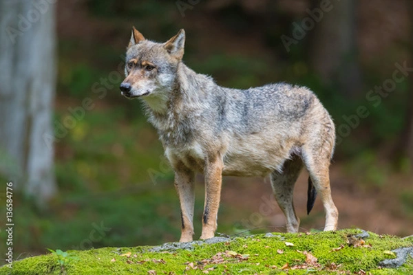 Fototapeta junger Wolf