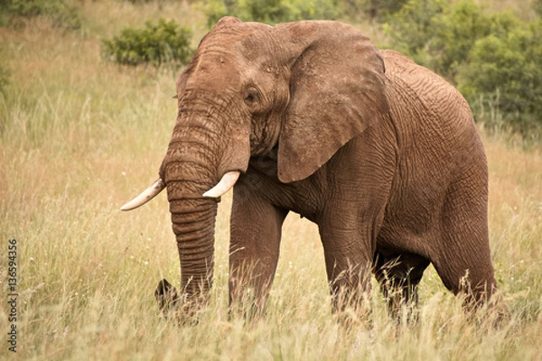 Fototapeta Lone African elephant bull moving through the lush grass after the good summer rains 
