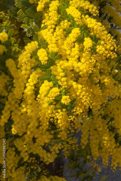 Fototapeta ミモザ・花