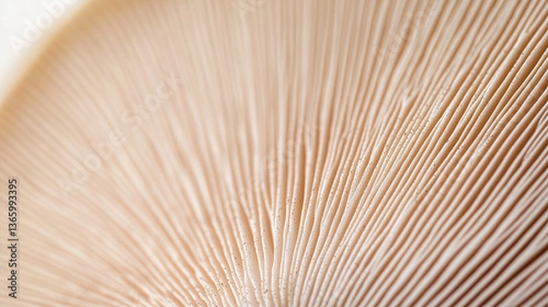Fototapeta Paper-thin mushroom gills close-up with soft lighting