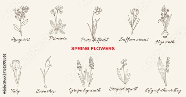 Fototapeta Spring flowers collection. Hand drawn vector illustration
