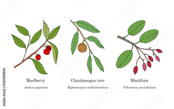 Fototapeta Collection of edible and medicinal plants. Hand drawn botanical vector illustration