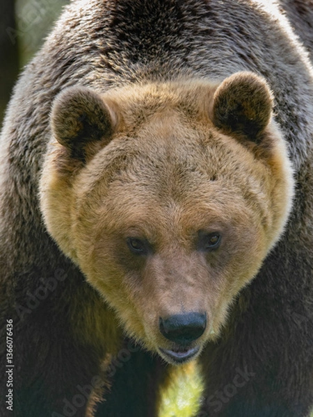 Obraz Braunbär Porträt
