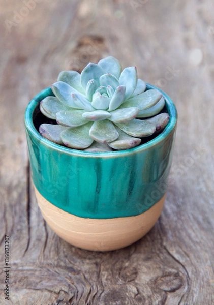 Fototapeta Planta suculenta en un pequeño macetero
