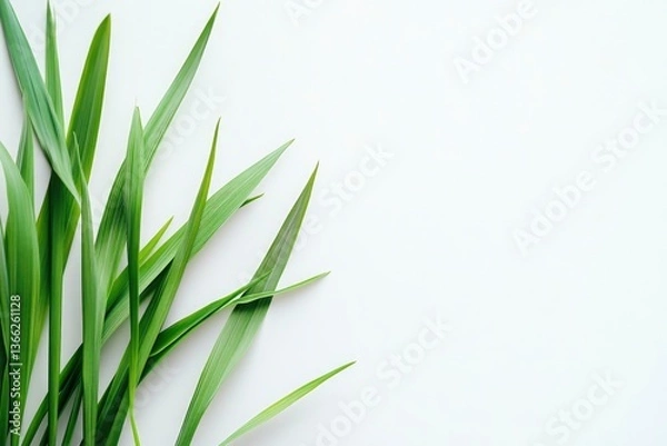 Fototapeta Green Grass Blades on White Background with Copy Space Fresh Minimalist
