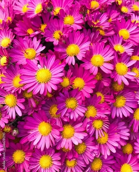 Obraz colorful flowers 