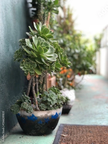 Fototapeta cactus in a pot