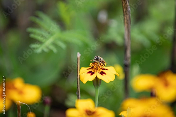 Obraz bee on yellow flower