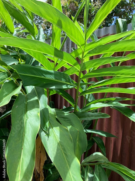 Obraz Lengkuas (Alpinia Galanga) plants in a garden