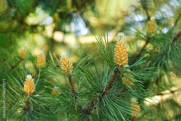 Fototapeta Pine buds in the spring. Bloomed pine branches. Young pine cone