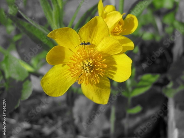 Obraz Sumpfdotterblume mit Ameise