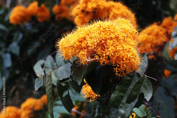 Obraz Yellow Ashok Tree (Saraca thaipingensis) in full blooms	