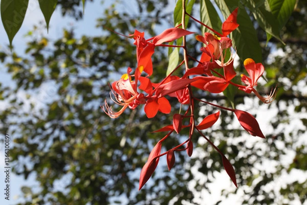 Obraz Pride of Burma Tree (Amherstia nobilis) with blooming flowers	