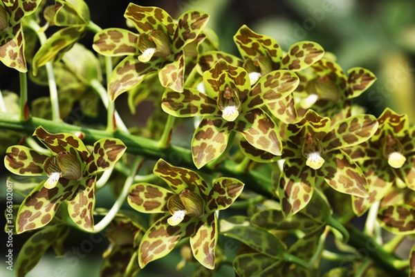 Obraz Bell orchid (Grammatophyllum scriptum) with blooming flowers