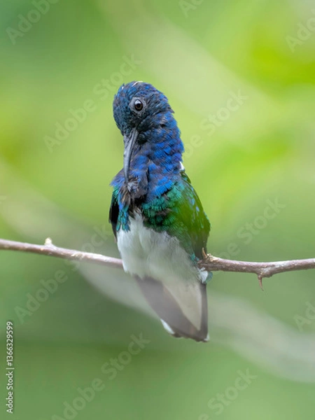 Obraz white-necked jacobin hummingbird