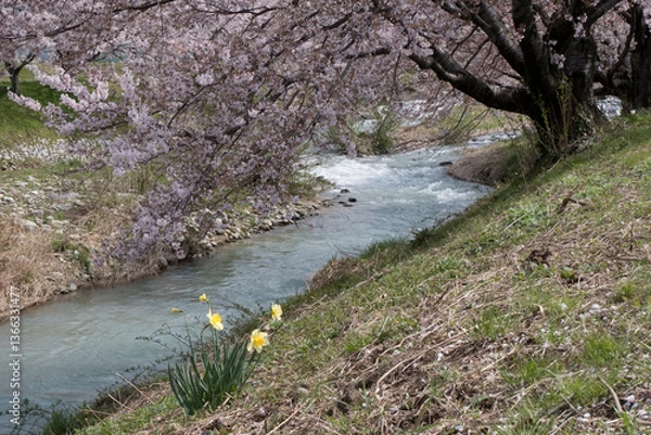 Fototapeta 春満開のあさひ舟川 舟川べり桜並木