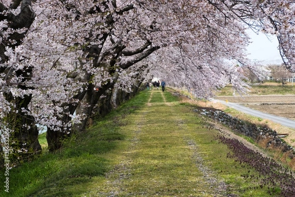 Fototapeta 春満開のあさひ舟川 舟川べり桜並木