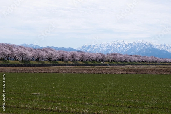 Fototapeta 春満開のあさひ舟川 舟川べり桜並木見上げると青空と白い雲と雪をかぶった北アルプスの山々