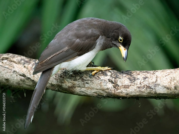 Obraz Brown Jay (psilorhinus morio)