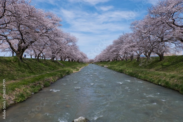 Fototapeta 春満開のあさひ舟川 舟川べり桜並木見上げると青空と白い雲