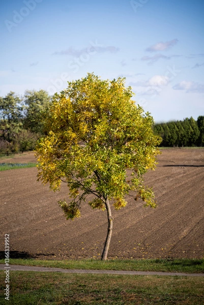 Obraz Baum vor Ackerfeld