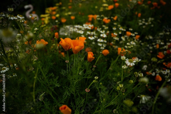 Obraz California Mohnblume