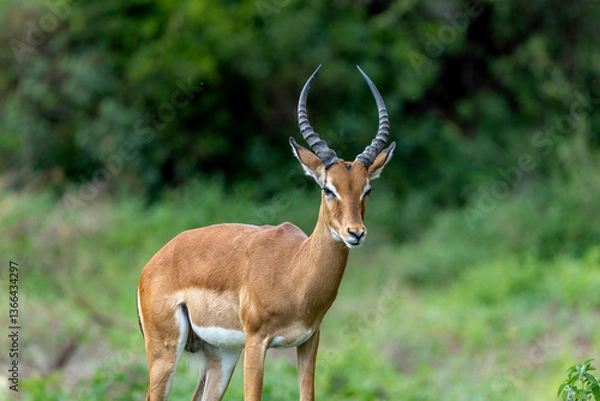 Obraz impala in the savannah