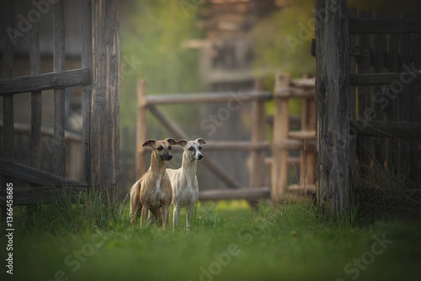 Fototapeta Two whippet dogs stand alert at the entrance of a forest path, surrounded by lush greenery. They appear ready for an adventurous exploration during a peaceful morning