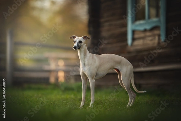 Fototapeta A whippet dog stands proudly in a vibrant green forest, surrounded by trees and soft sunlight filtering through. The dog displays its strong, elegant posture, embodying both speed and grace