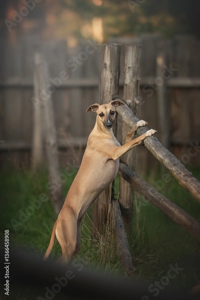 Fototapeta A whippet dog stands confidently on a wooden fence in a lush forest setting. The sun filters through the trees, highlighting its sleek body, showcasing a moment of playfulness and curiosity