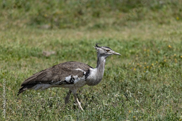 Obraz kori bustard