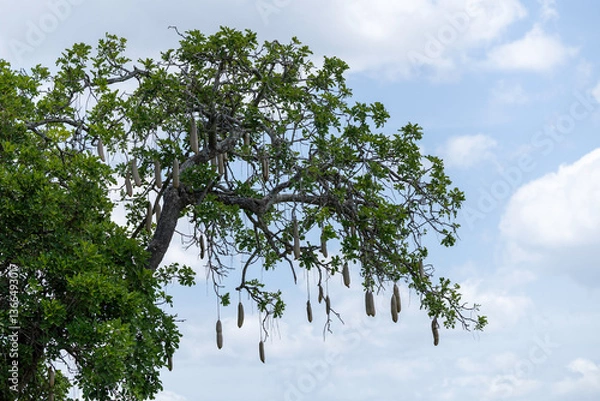 Obraz sausage tree tanzania