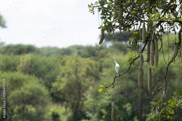 Obraz sausage tree tanzania