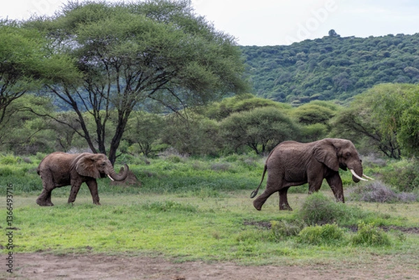 Obraz elephants in the wilderness