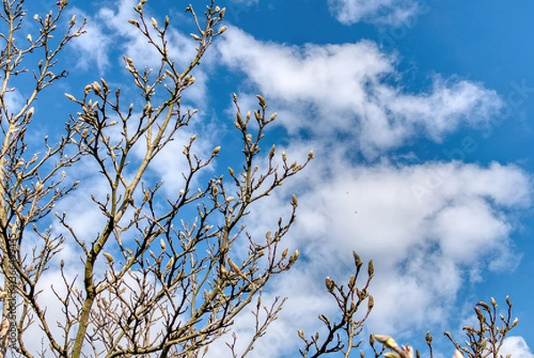Fototapeta magnolia bush in the first days of spring, visible flower buds against the blue sky and clouds