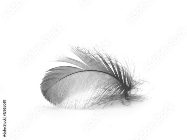 Obraz Black feather