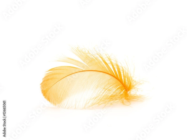 Obraz Feather