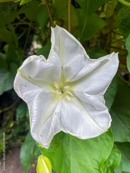 Obraz weiße Mondblume Blüte, Ipomoea alba, bei Tageslicht