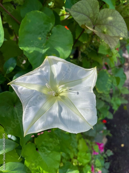 Obraz weiße Mondblume Blüte, Ipomoea alba, bei Tageslicht
