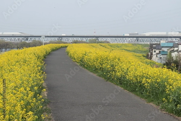 Fototapeta 黄色の花　一面の菜の花　日本の春　春の景色　春の河川敷　河川敷の風景